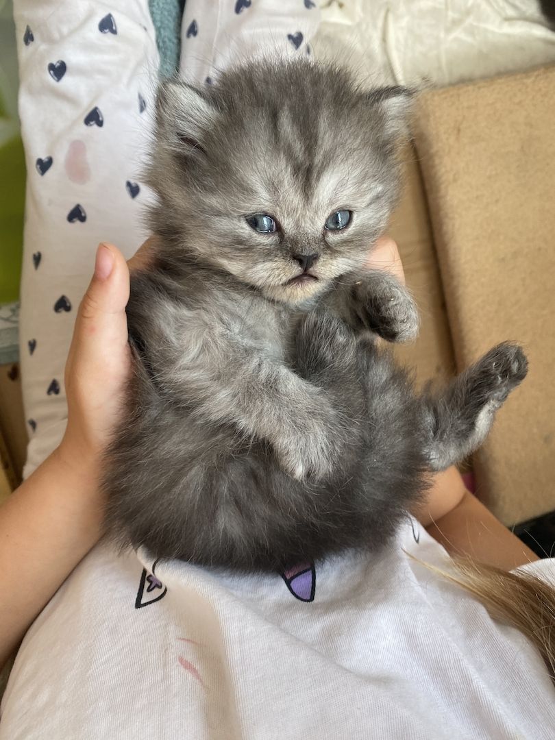 3 kleine Kater suchen ein neues zu Hause 3 kleine Kater suchen ein neues zu Hause