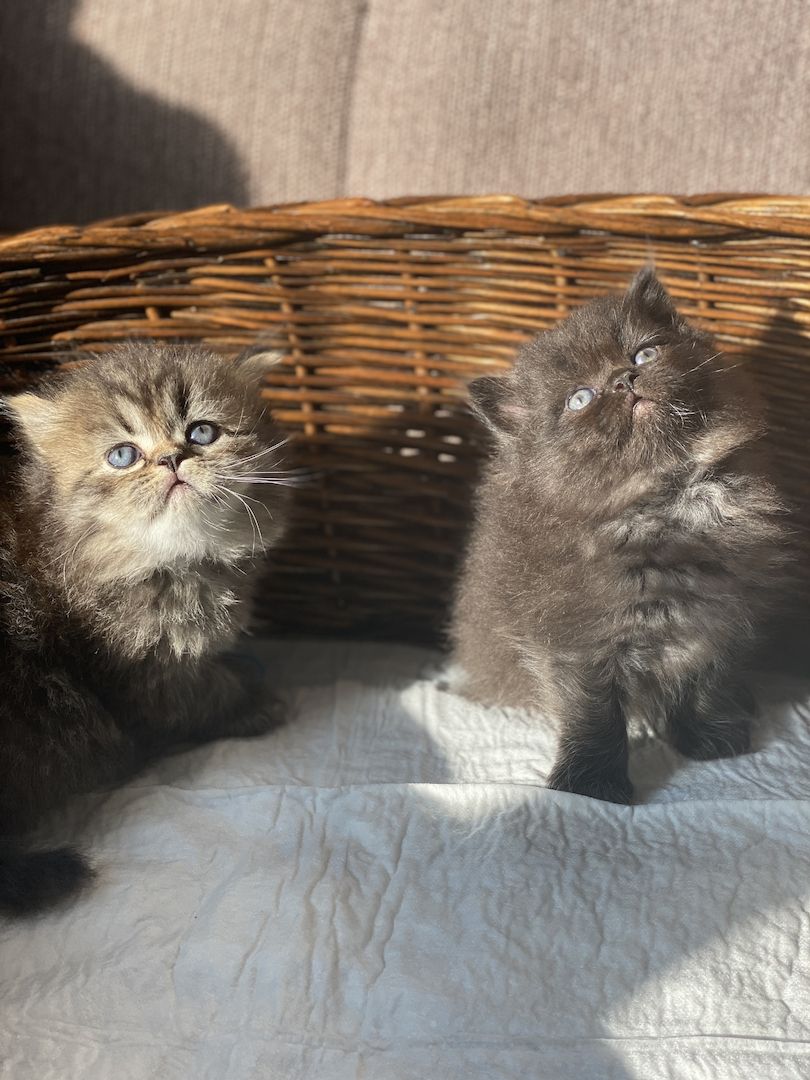 3 kleine Kater suchen ein neues zu Hause 3 kleine Kater suchen ein neues zu Hause