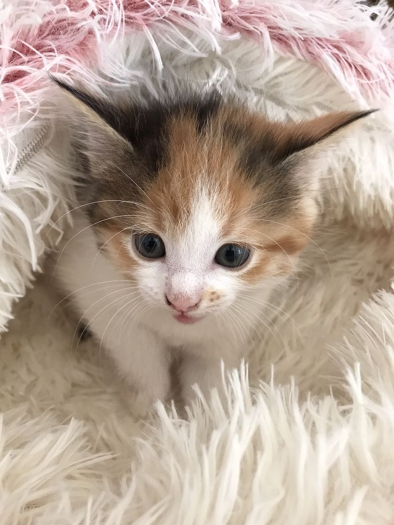 MainCoon Kitten abzugeben