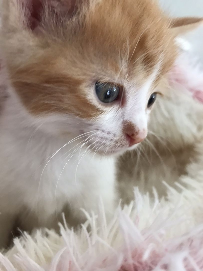 MainCoon Kitten abzugeben