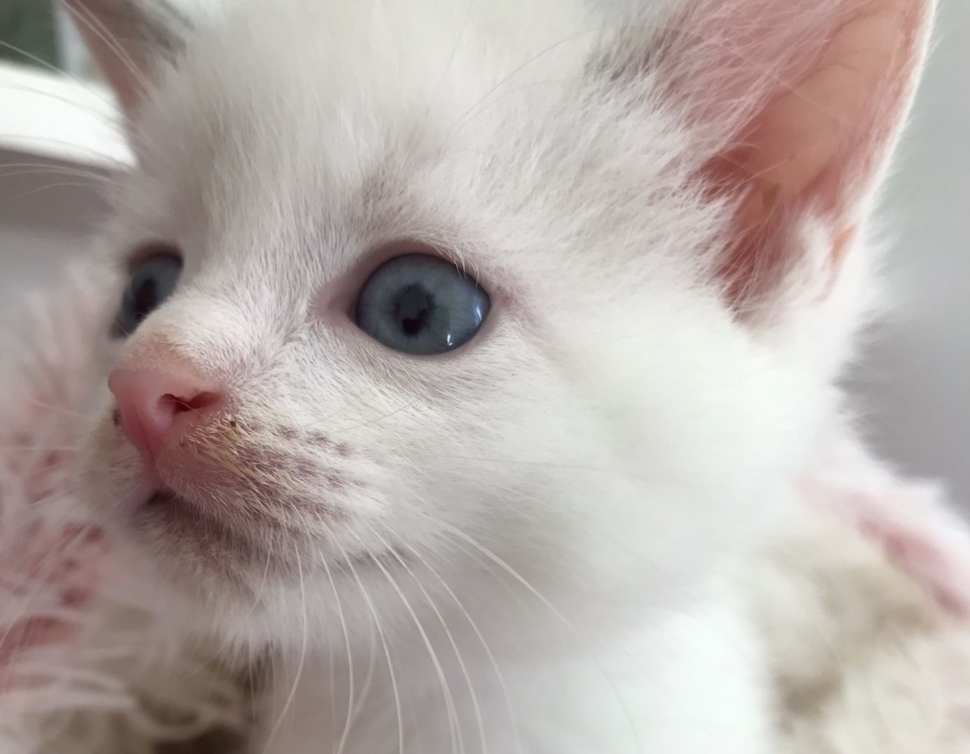MainCoon Kitten abzugeben