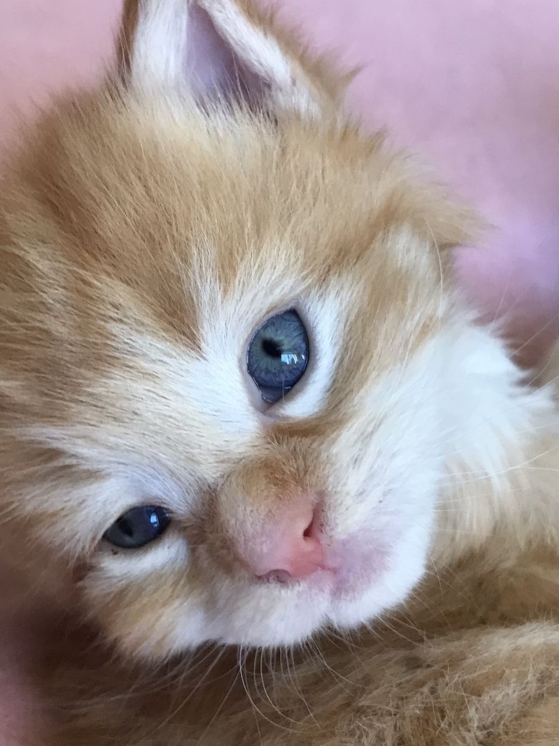 MainCoon Kitten abzugeben