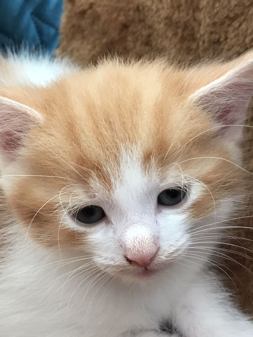 MainCoon Kitten abzugeben