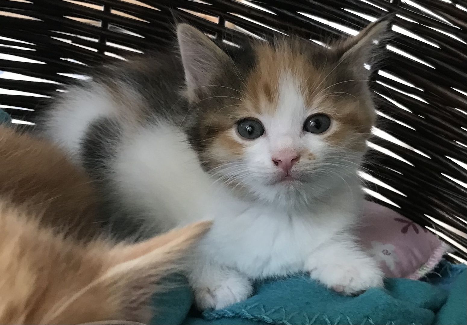 MainCoon Kitten abzugeben