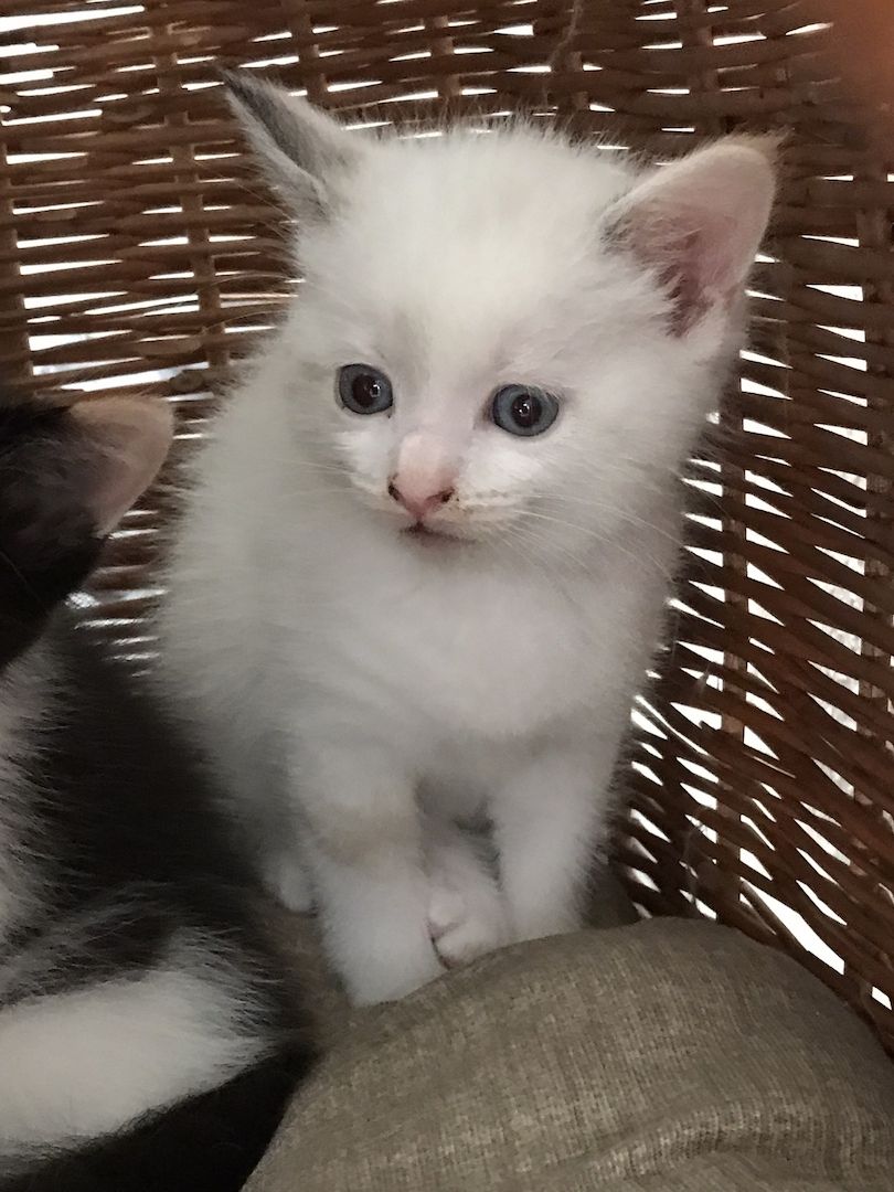 MainCoon Kitten abzugeben