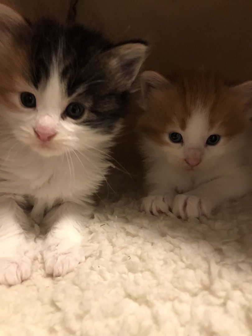 MainCoon Kitten abzugeben