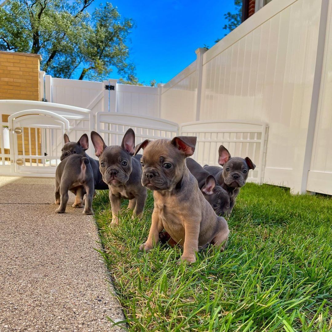 Französische Bulldoggen