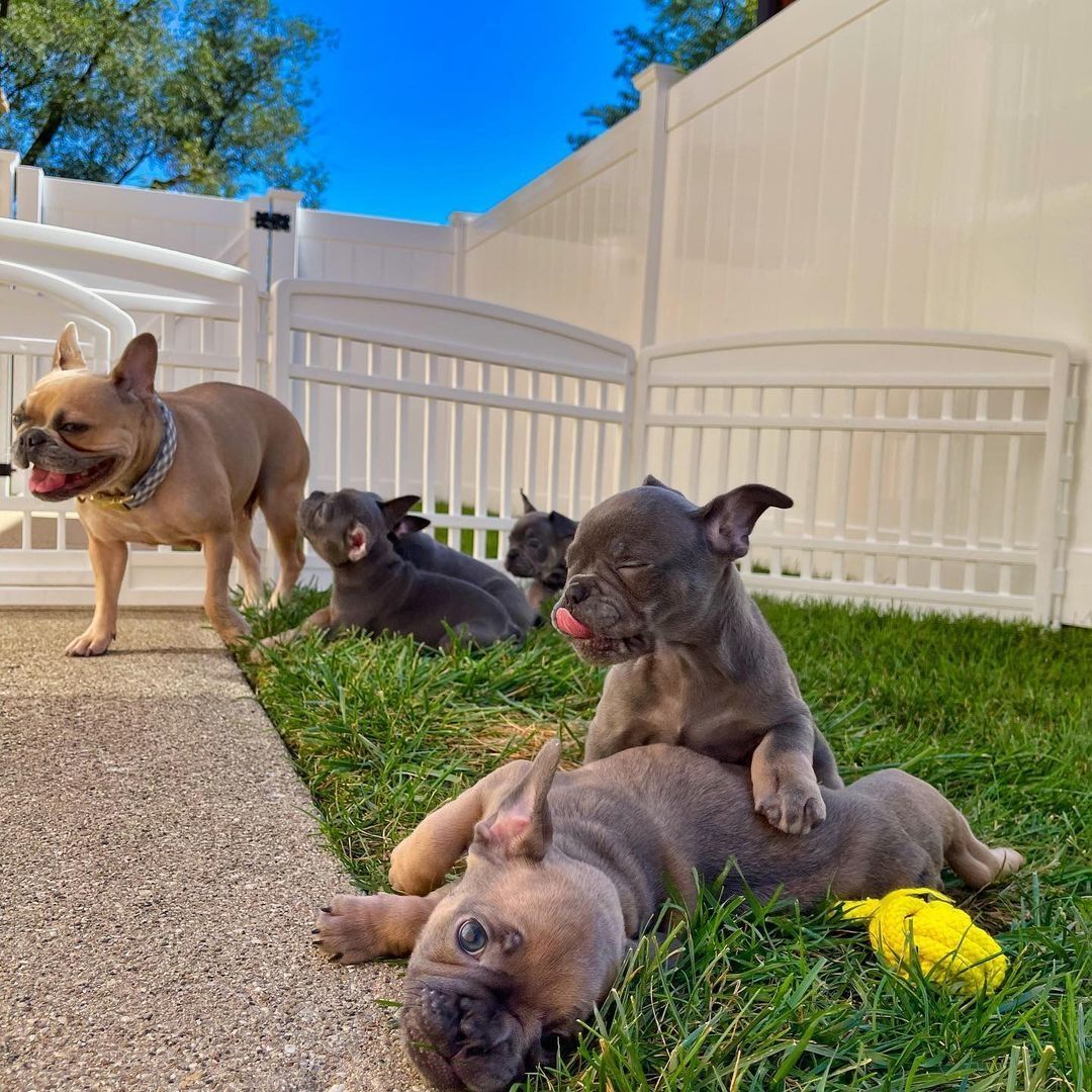 Französische Bulldoggen