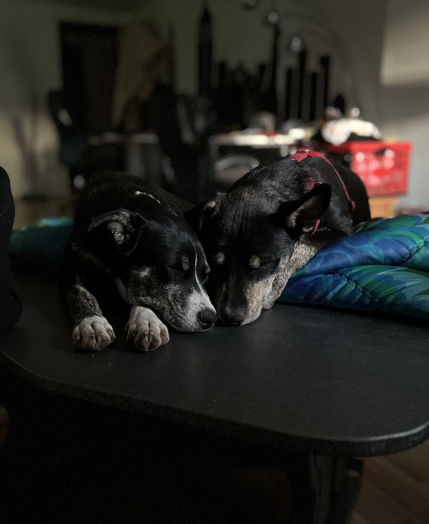 Unsere Pomsky Dame Ivy sucht ein neues zu Hause