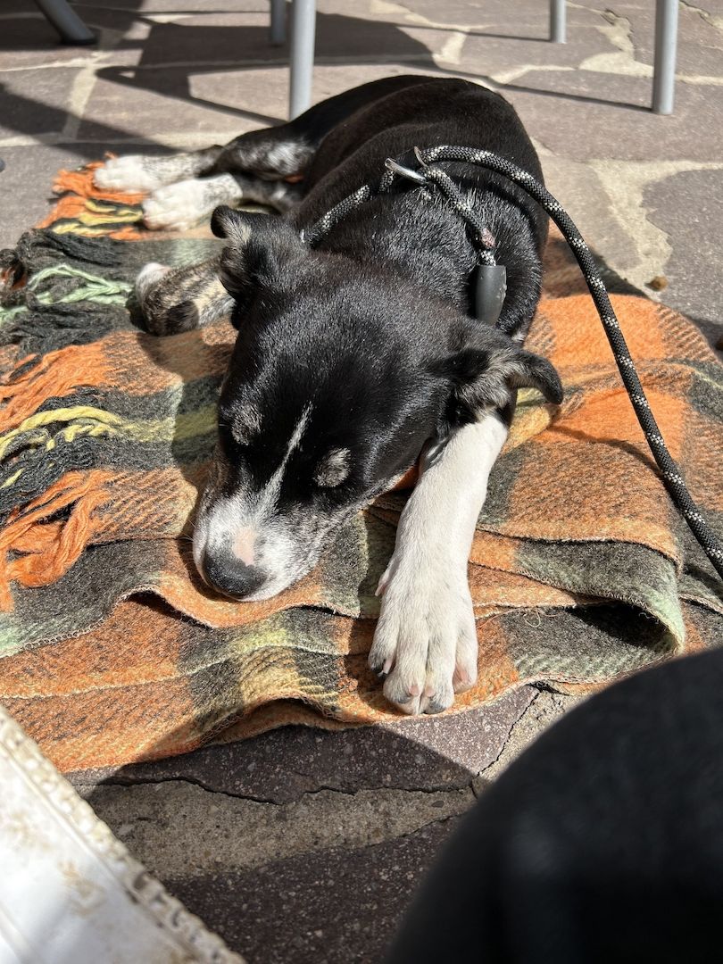 Unsere Pomsky Dame Ivy sucht ein neues zu Hause