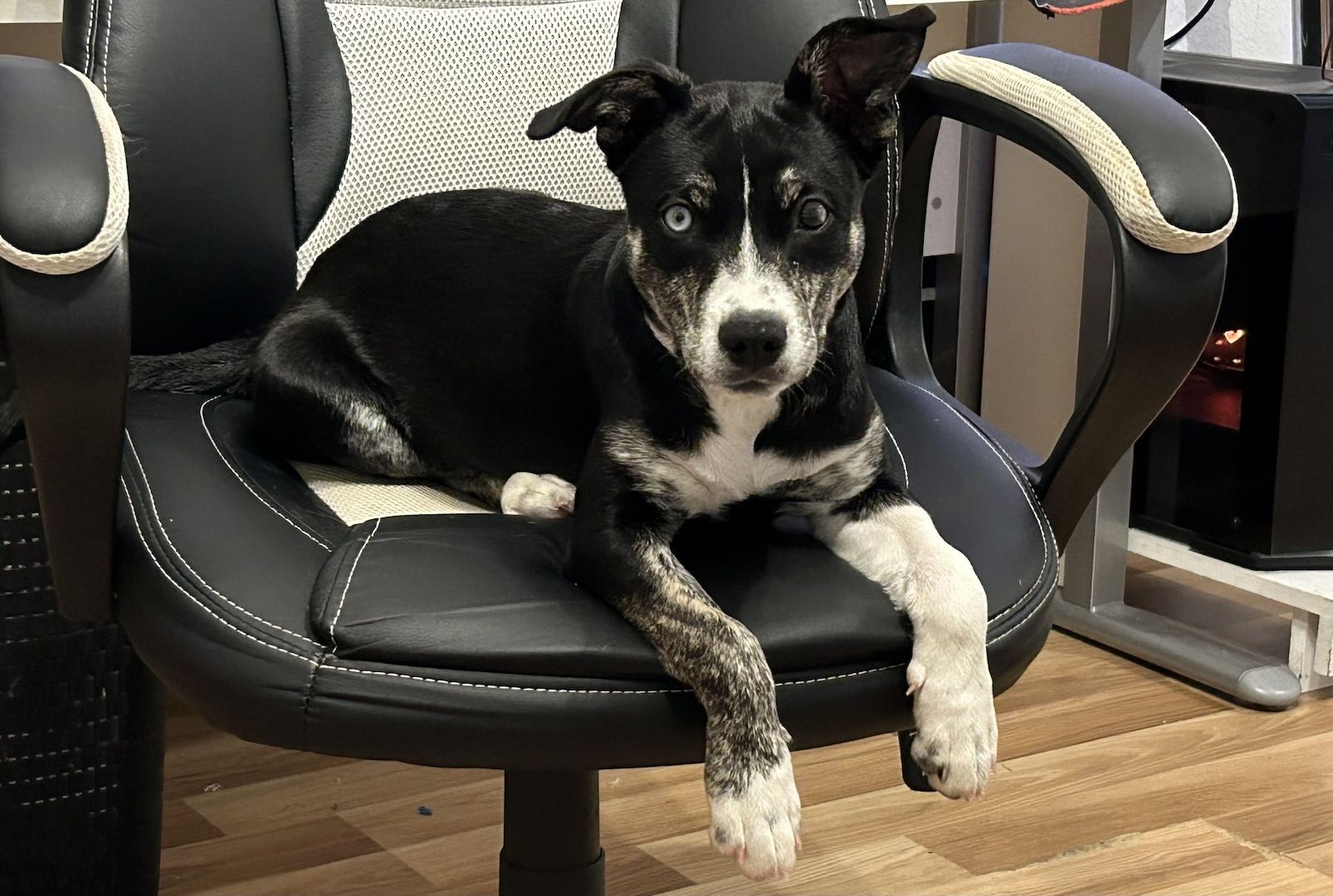 Unsere Pomsky Dame Ivy sucht ein neues zu Hause