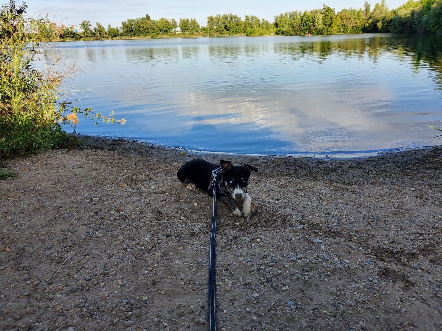 Unsere Pomsky Dame Ivy sucht ein neues zu Hause