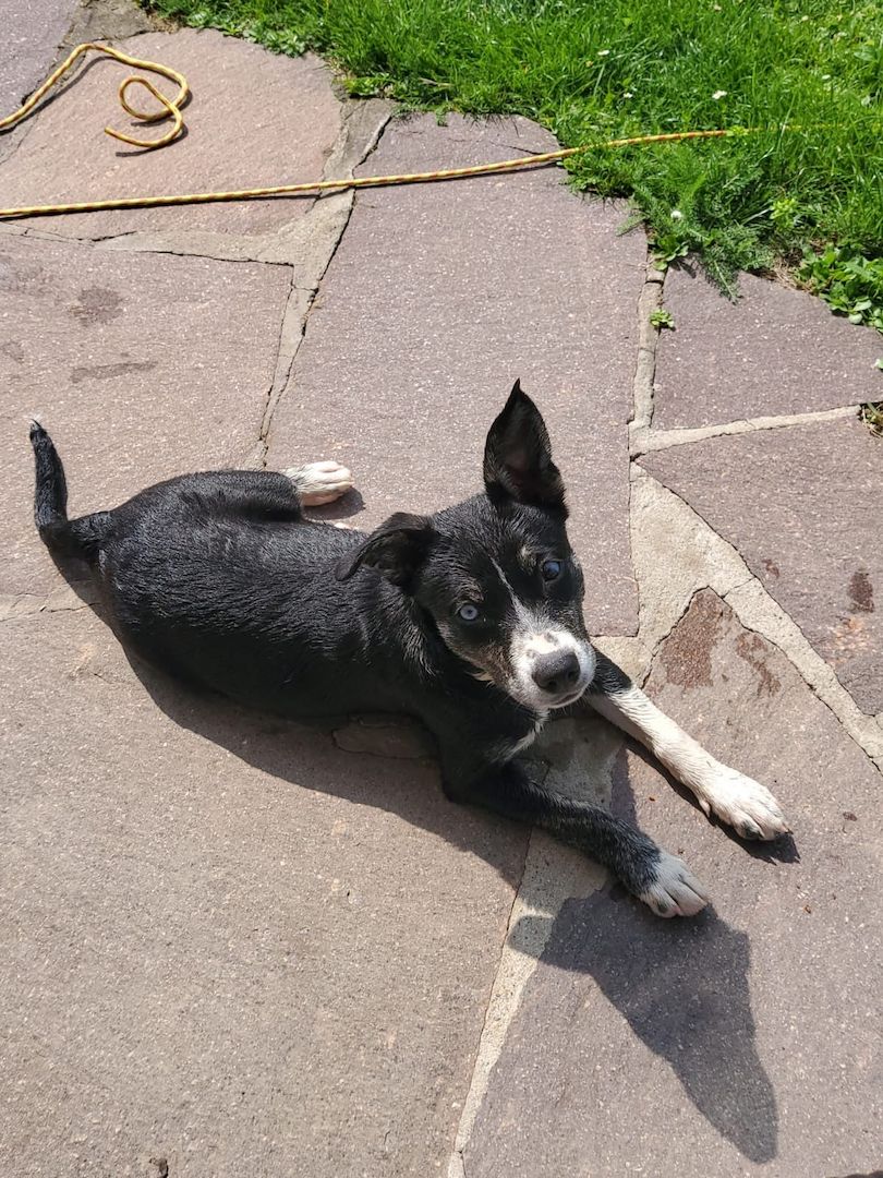 Unsere Pomsky Dame Ivy sucht ein neues zu Hause