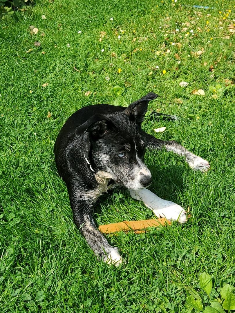 Unsere Pomsky Dame Ivy sucht ein neues zu Hause