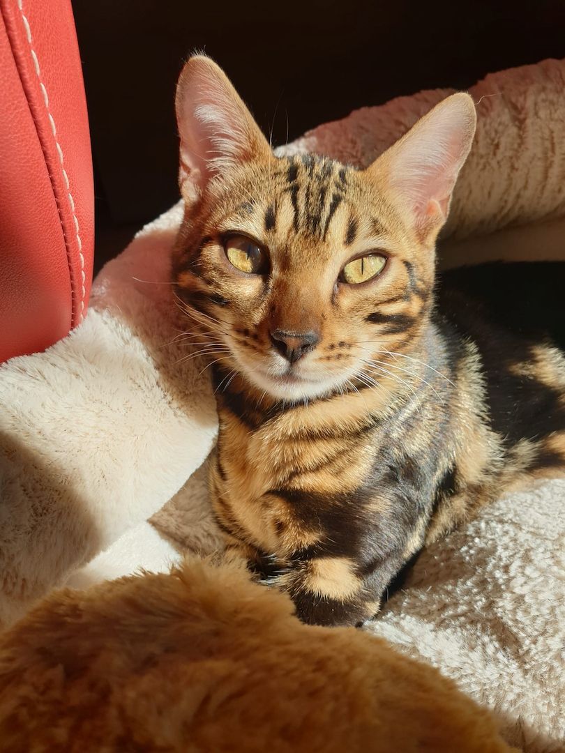 Bengal Katzen