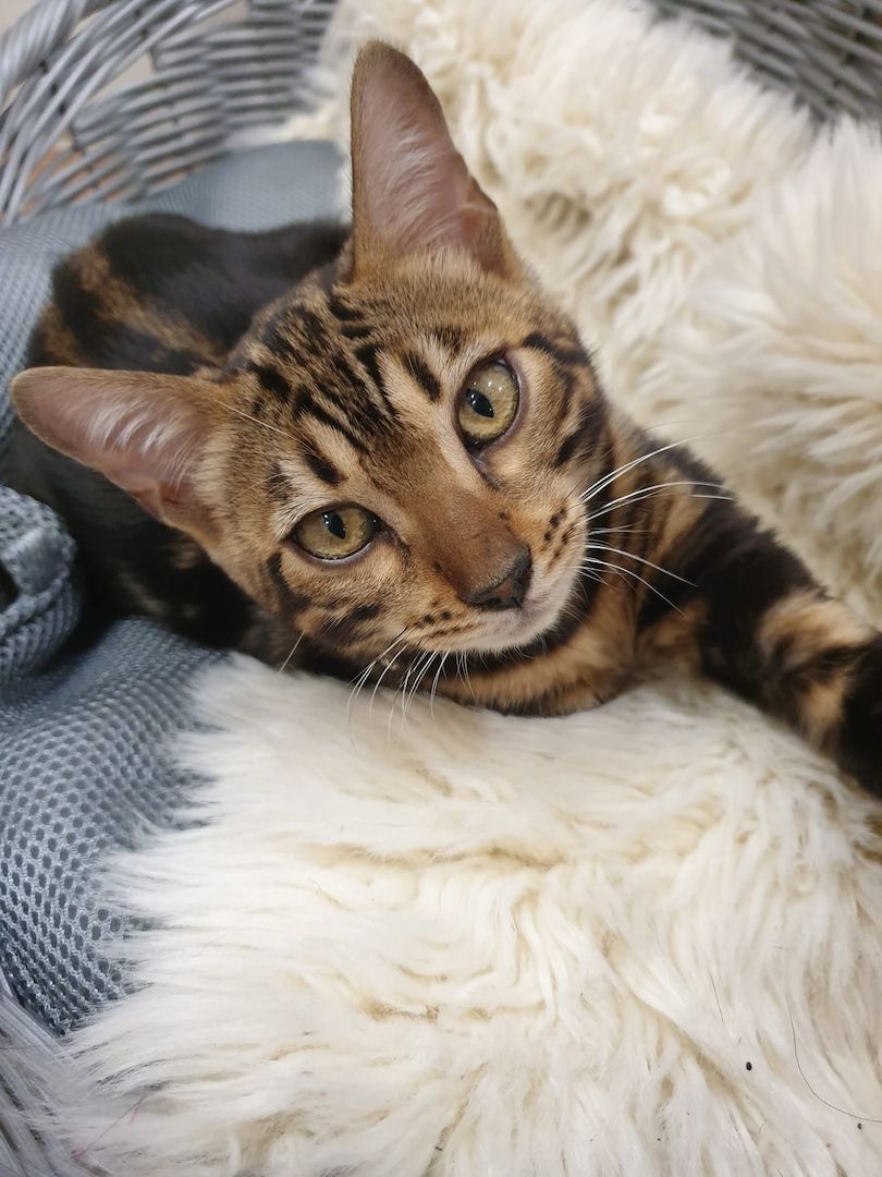 Bengal Katzen