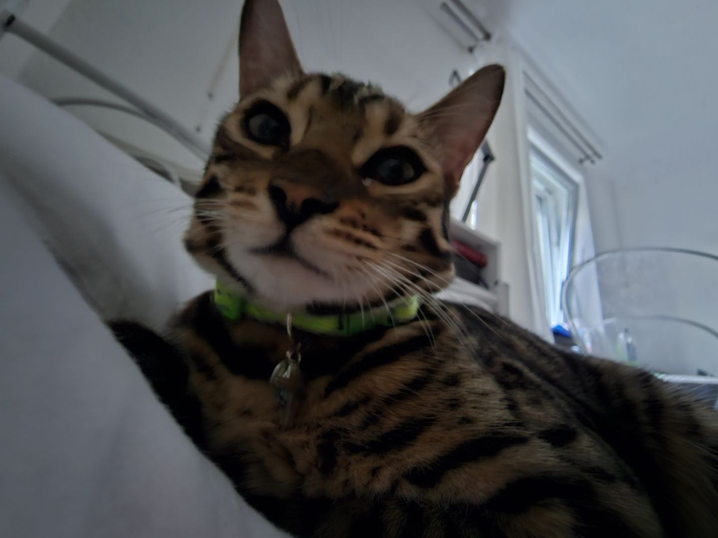 Bengal Katzen