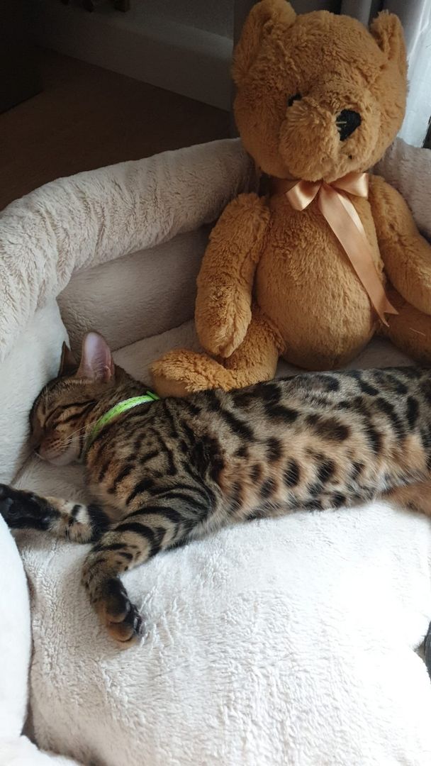 Bengal Katzen