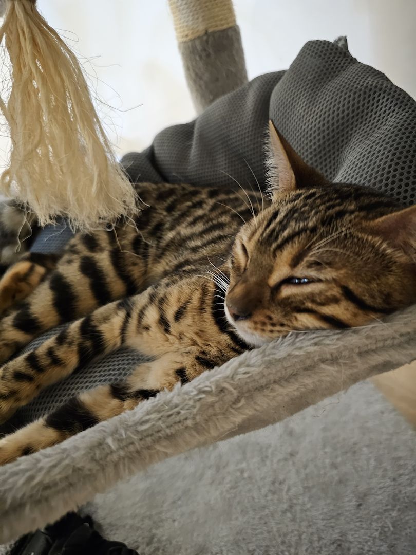 Bengal Katzen