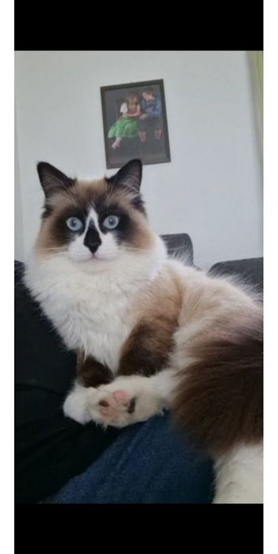 Kitten Ragdoll abgabebereit