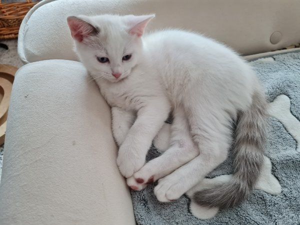 Kitten Ragdoll abgabebereit