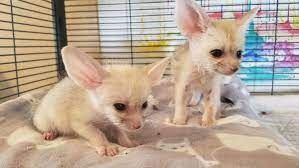 Fennek-Fuchsbabys