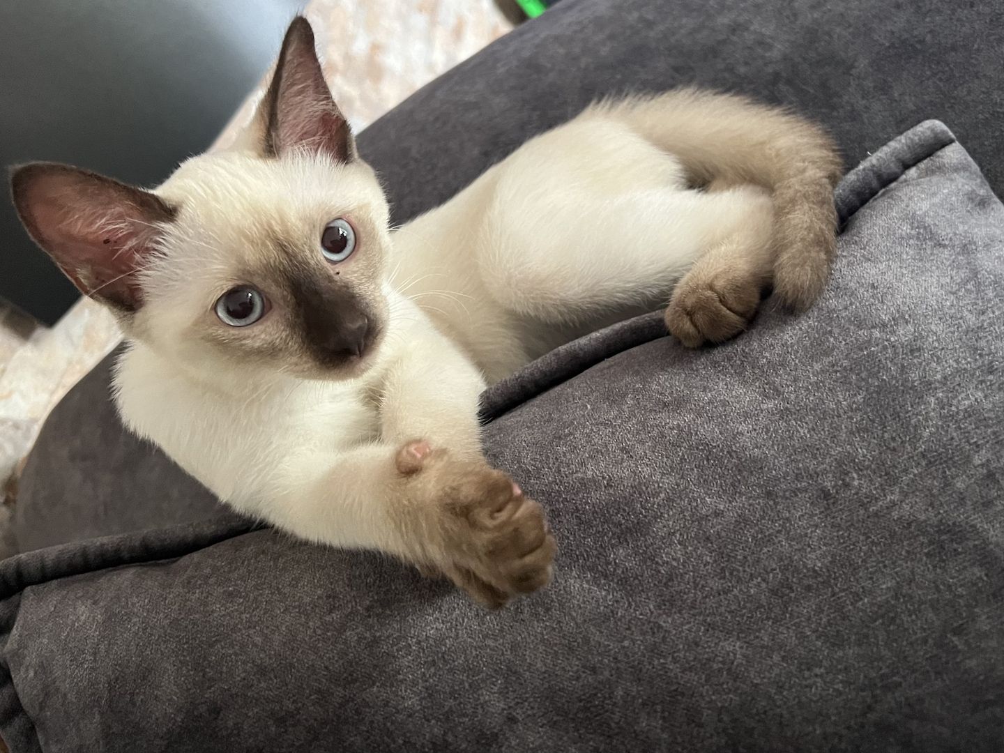 Siam Kitten mit Zubehör