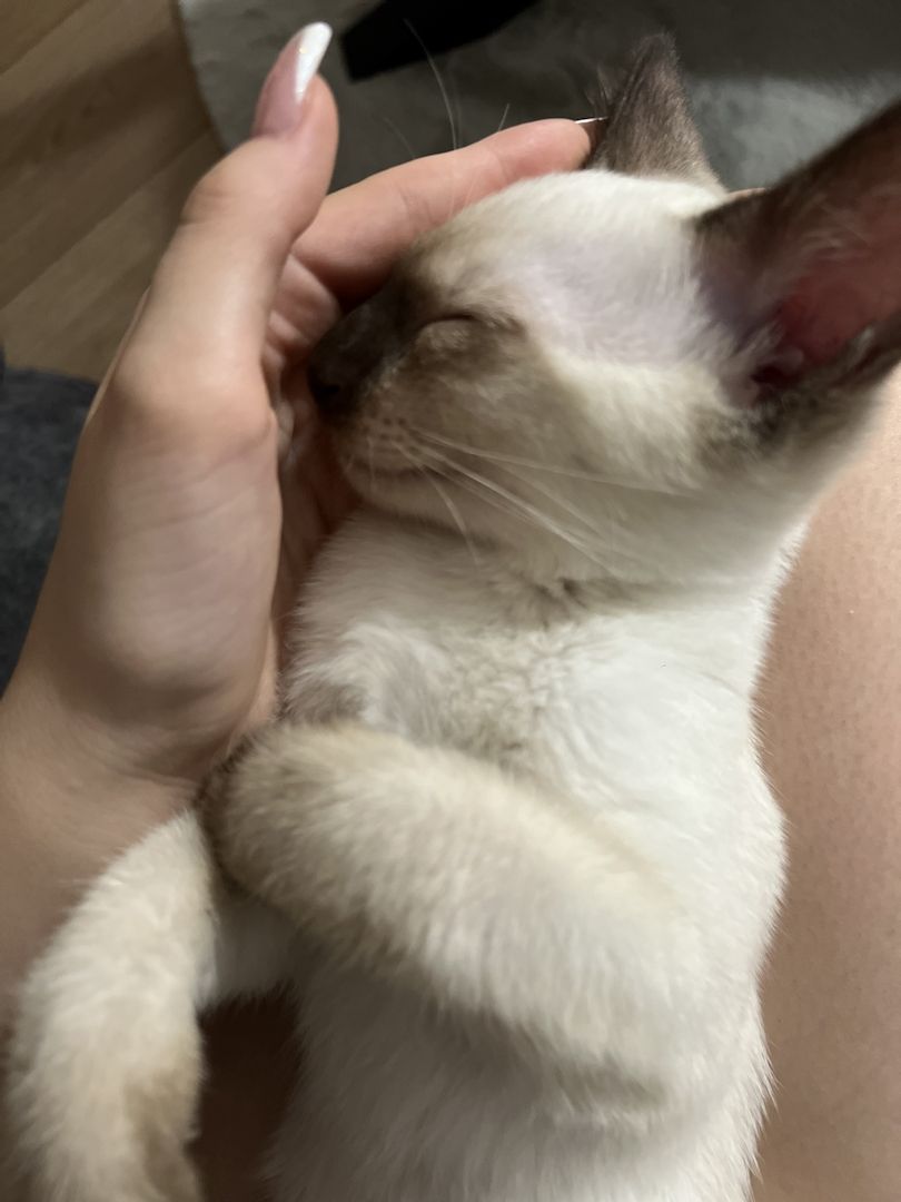 Siam Kitten mit Zubehör