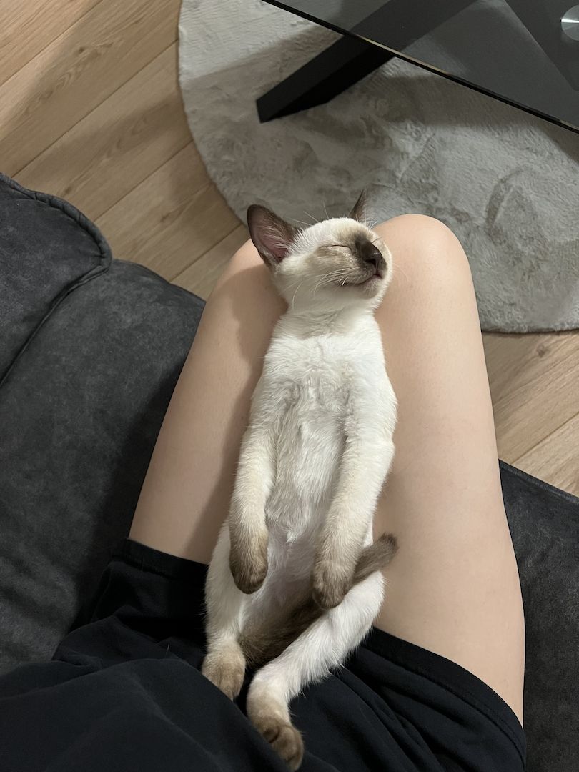 Siam Kitten mit Zubehör