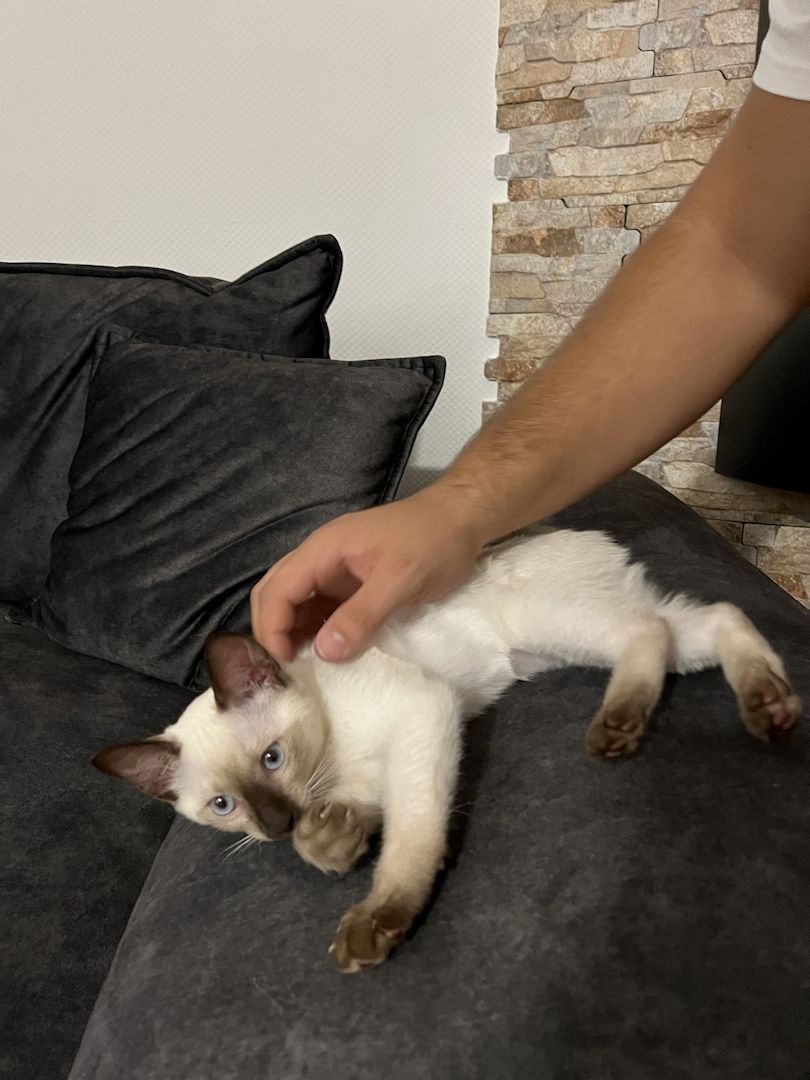 Siam Kitten mit Zubehör