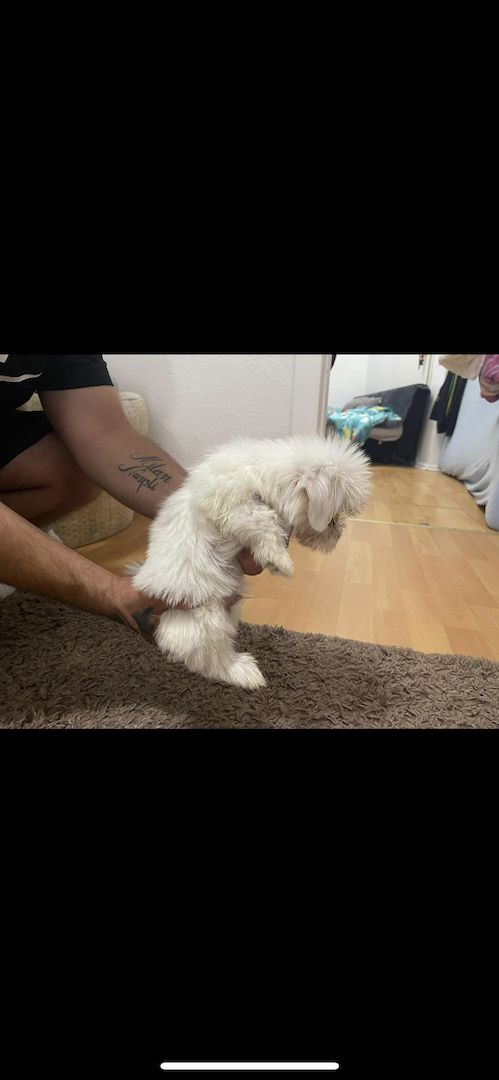 Baby Malteser