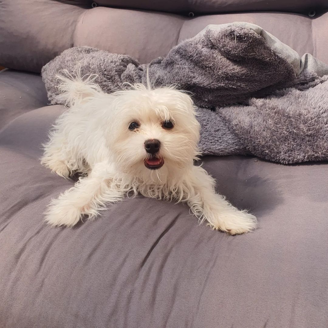 Malteser Welpen Reinrassig allergie frei