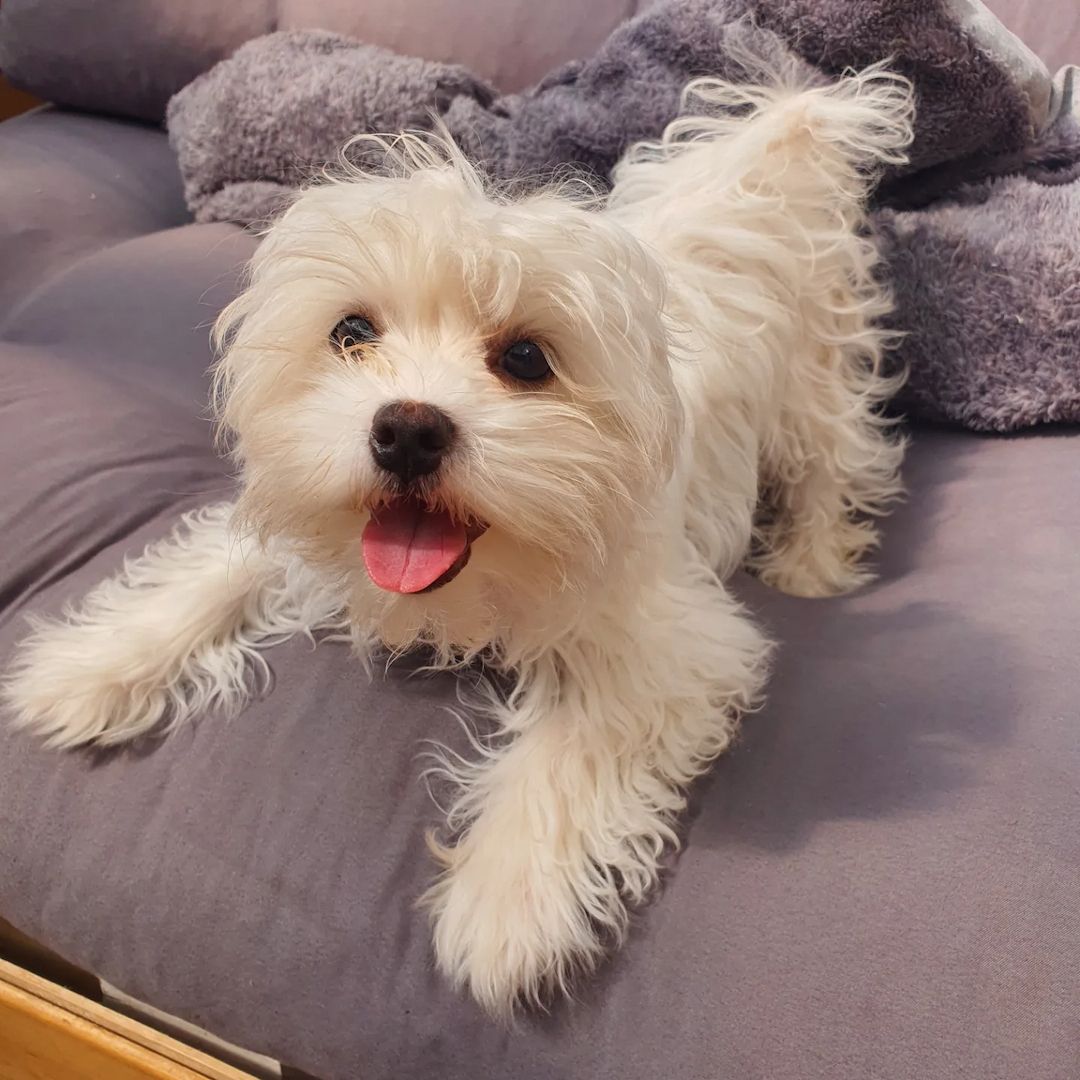 Malteser Welpen Reinrassig allergie frei