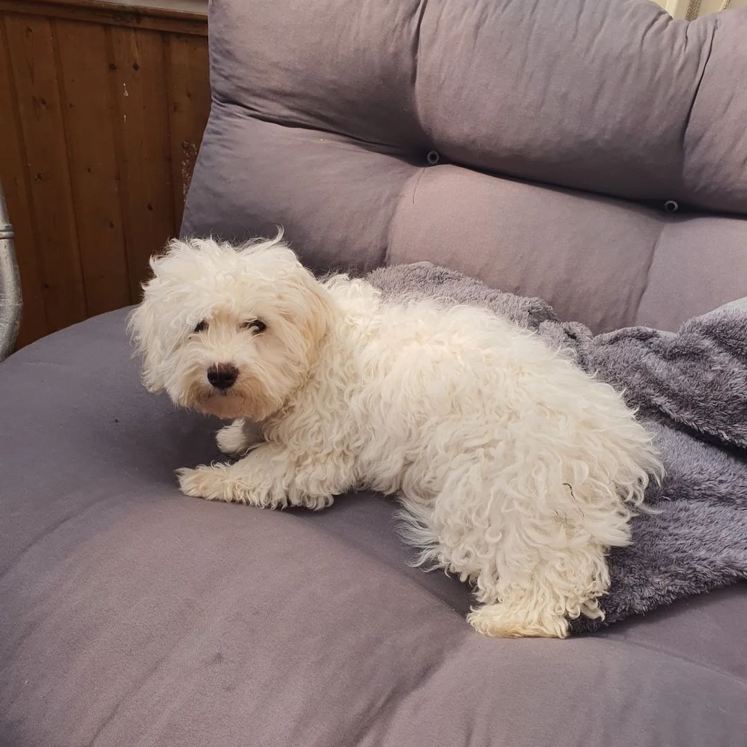 Malteser Welpen Reinrassig allergie frei