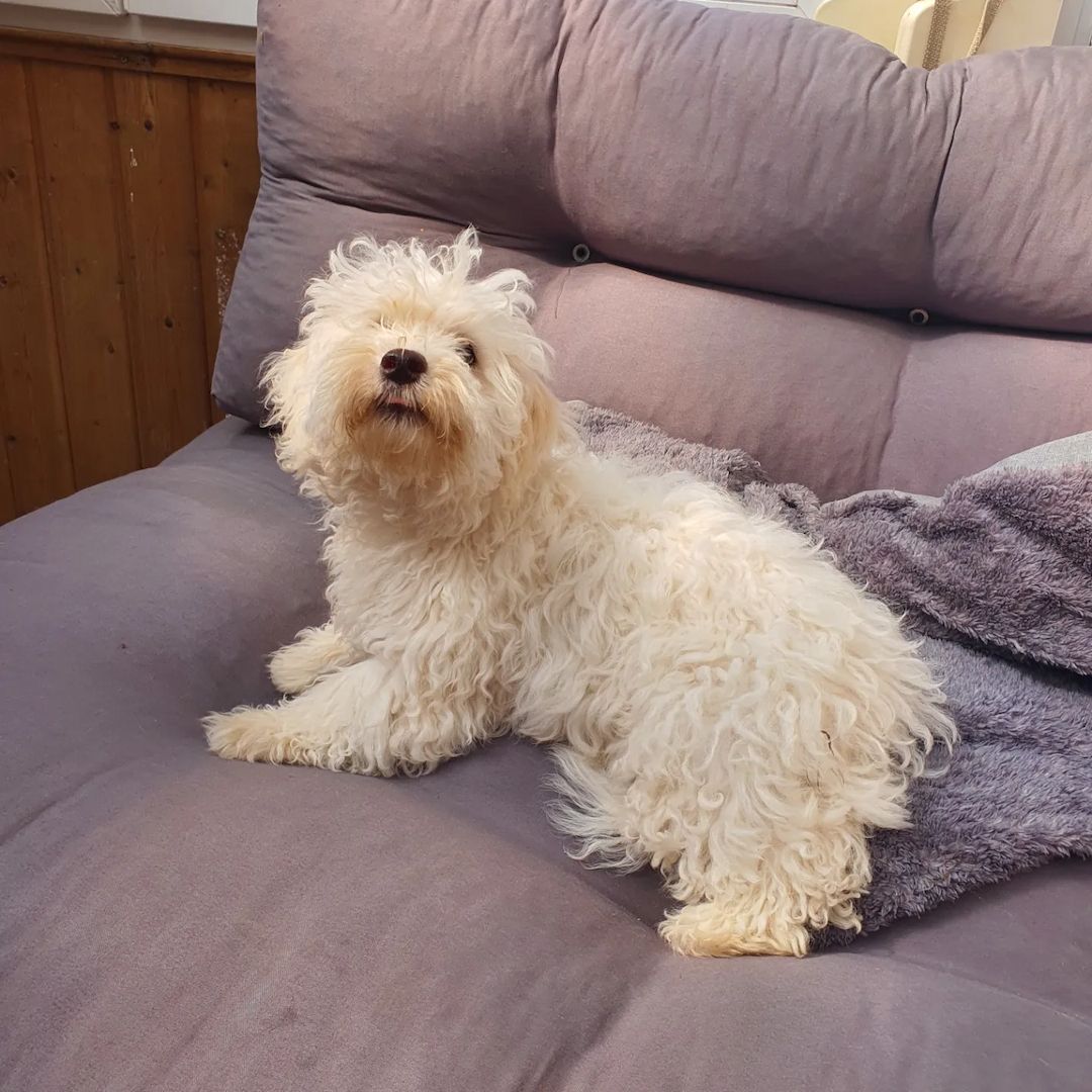 Malteser Welpen Reinrassig allergie frei