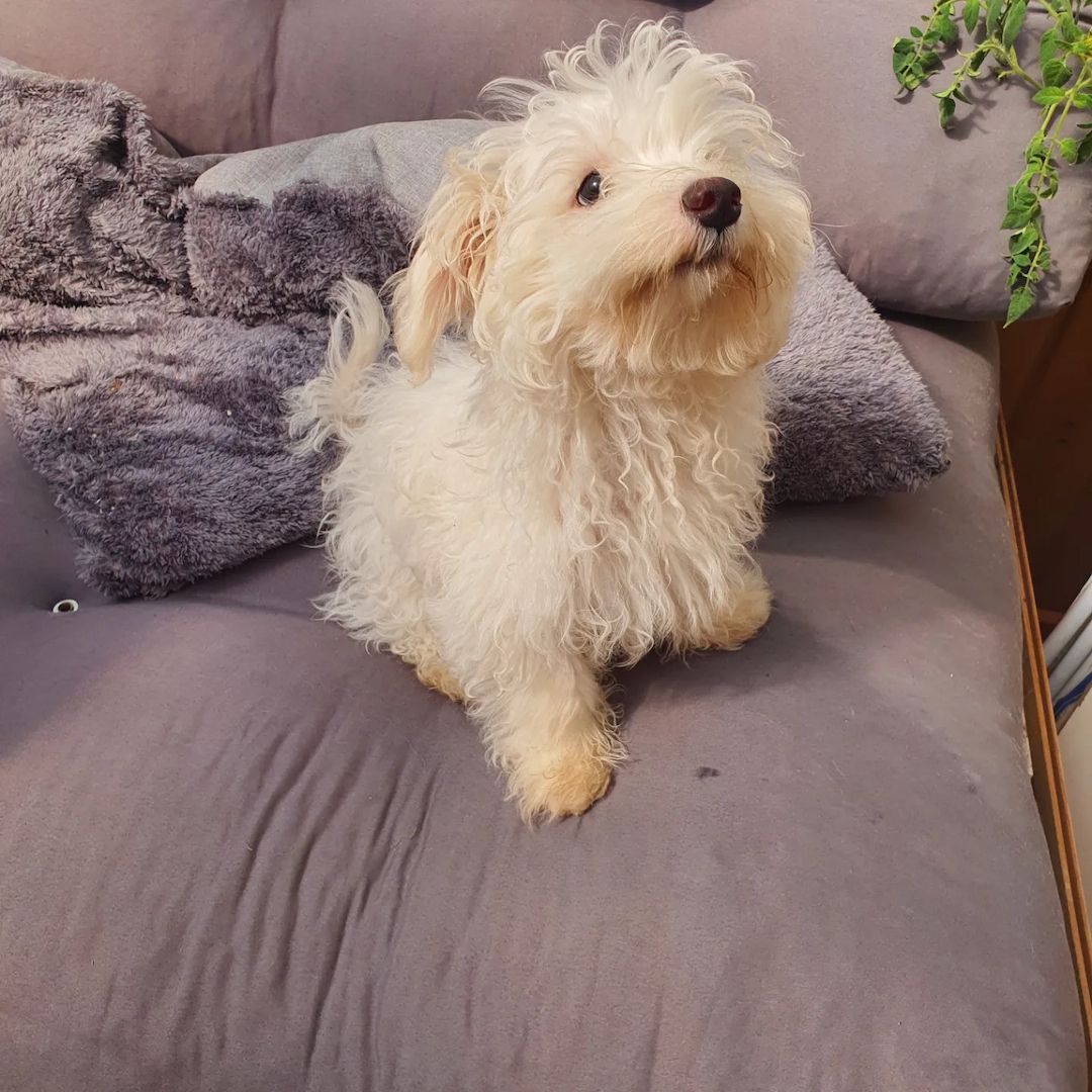 Malteser Welpen Reinrassig allergie frei