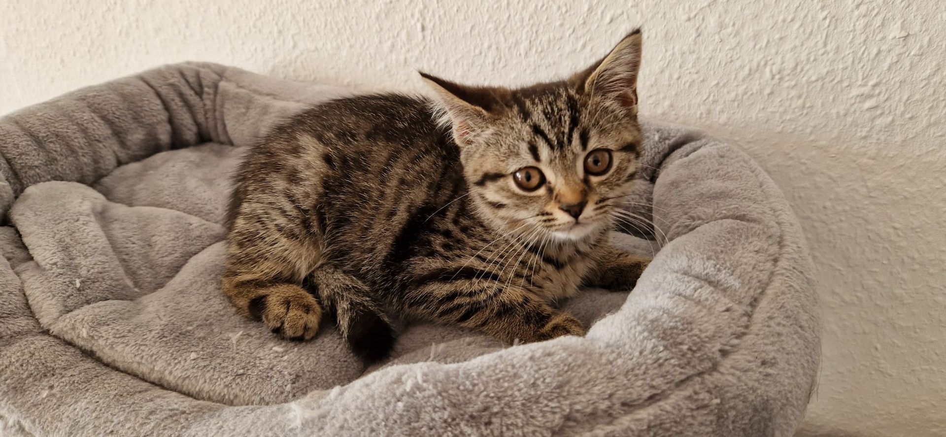 Kitten BLH/BKH Mix suchen ein neues Zuhause