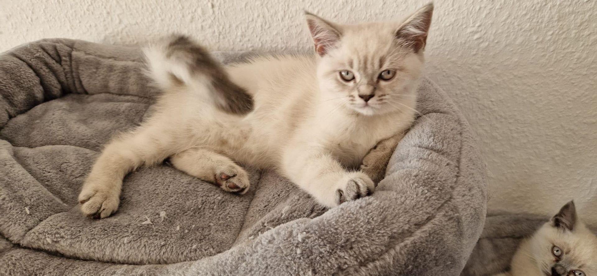 Kitten BLH/BKH Mix suchen ein neues Zuhause