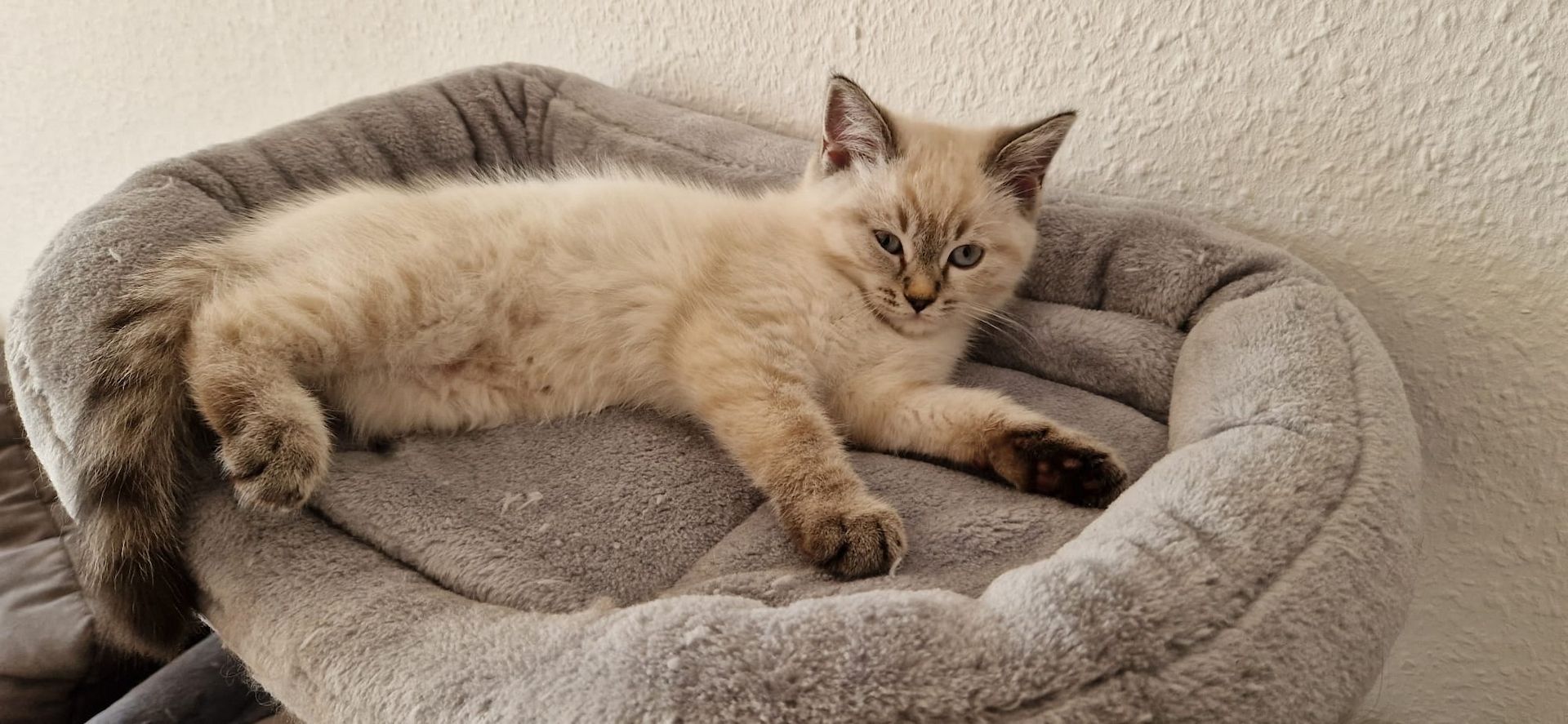 Kitten BLH/BKH Mix suchen ein neues Zuhause