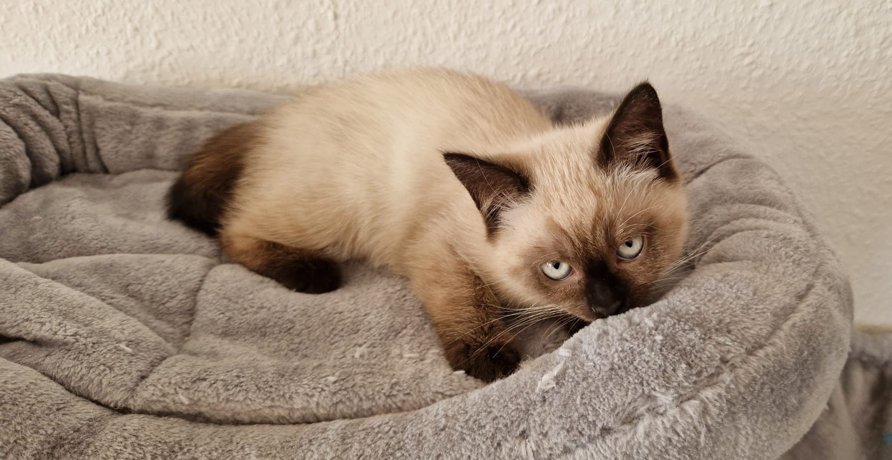 Kitten BLH/BKH Mix suchen ein neues Zuhause