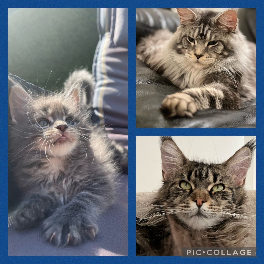Reinrassige Maine Coon Kitten mit Stammbaum