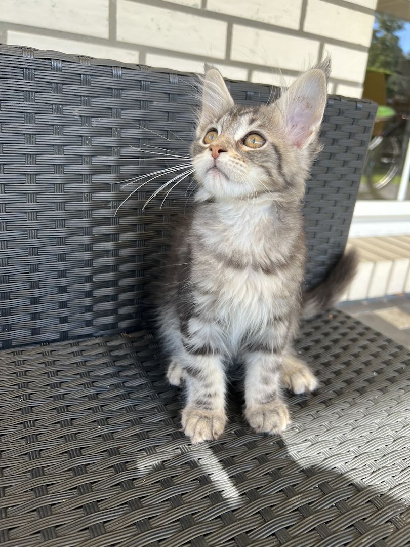 Reinrassige Maine Coon Kitten mit Stammbaum