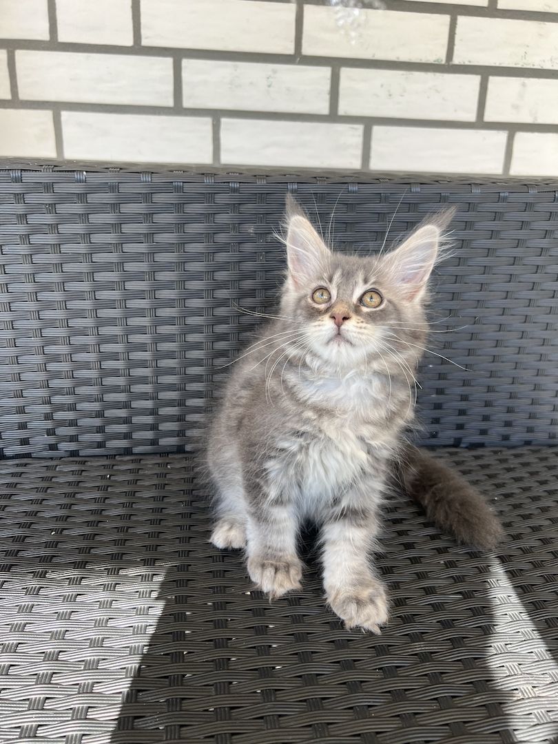 Reinrassige Maine Coon Kitten mit Stammbaum
