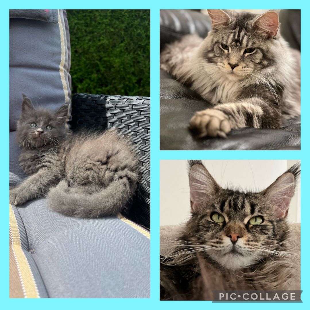 Reinrassige Maine Coon Kitten mit Stammbaum