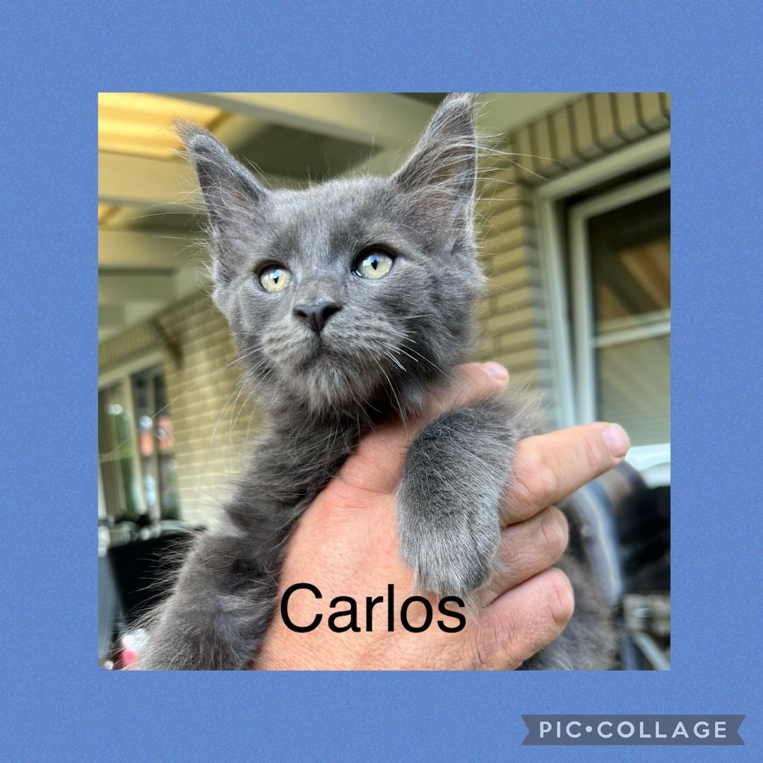 Reinrassige Maine Coon Kitten mit Stammbaum