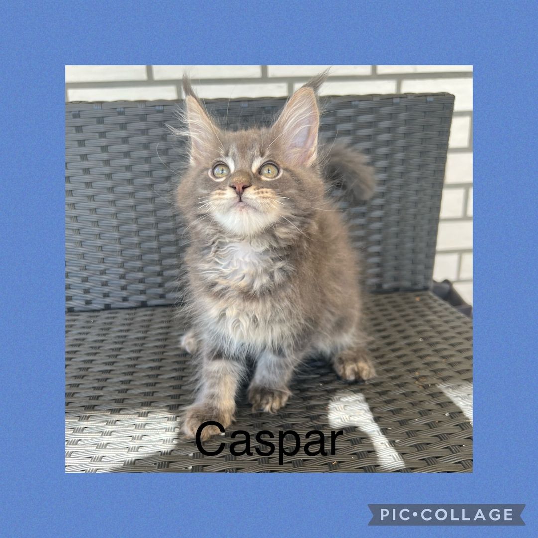 Reinrassige Maine Coon Kitten mit Stammbaum