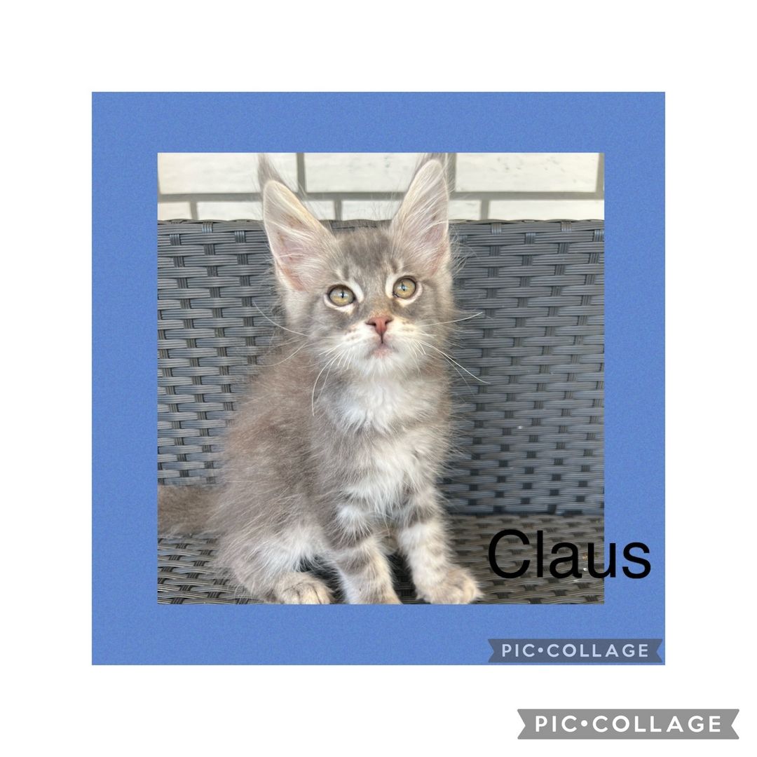 Reinrassige Maine Coon Kitten mit Stammbaum