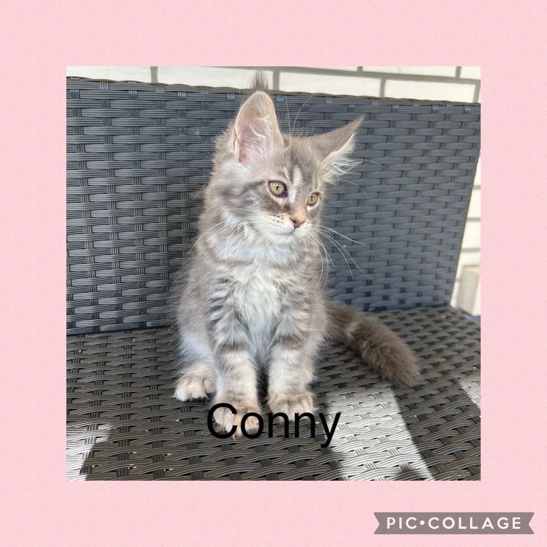 Reinrassige Maine Coon Kitten mit Stammbaum