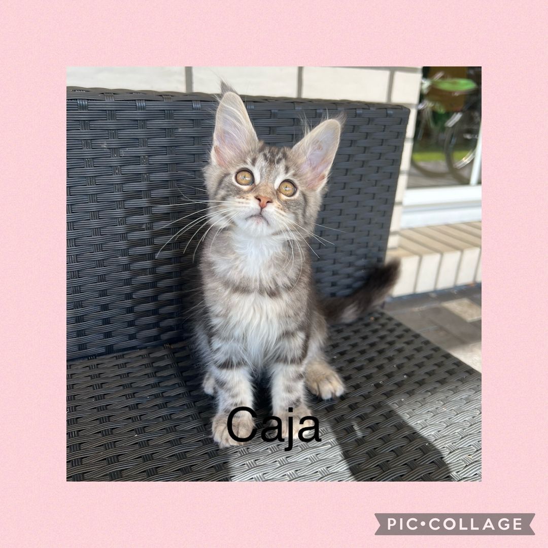 Reinrassige Maine Coon Kitten mit Stammbaum