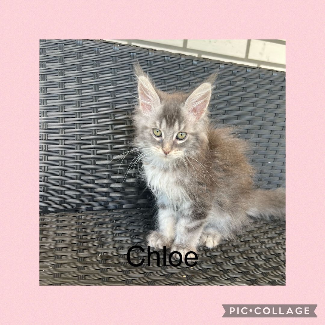 Reinrassige Maine Coon Kitten mit Stammbaum